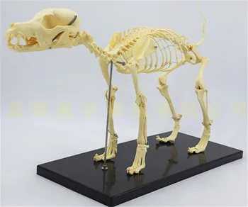 Animal de estimação aparelhos Ortopédicos Cão Esqueleto de Modelo de estrutura Gato cão Ossos do Esqueleto do Modelo